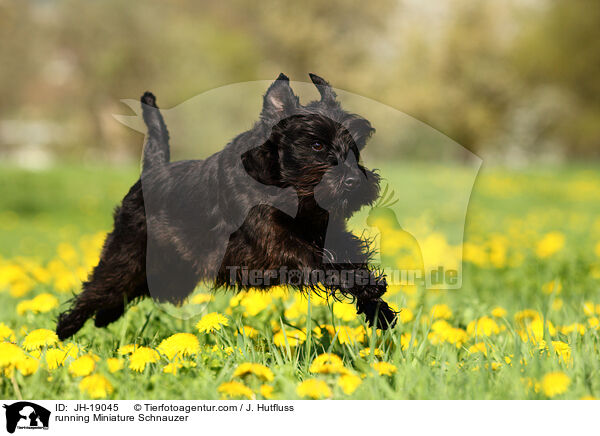 rennender Zwergschnauzer / running Miniature Schnauzer / JH-19045