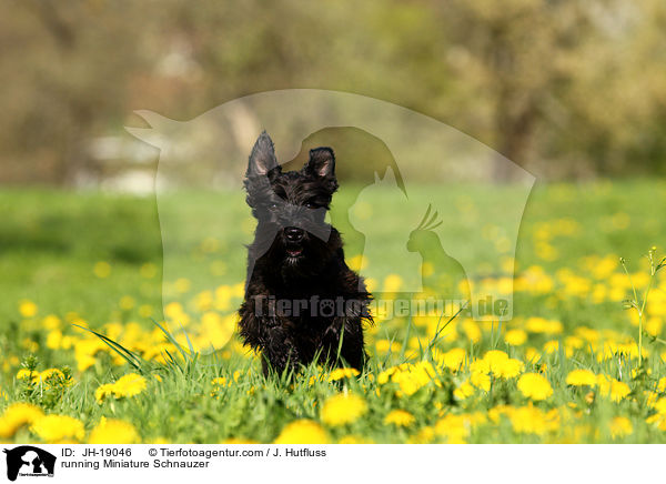 rennender Zwergschnauzer / running Miniature Schnauzer / JH-19046