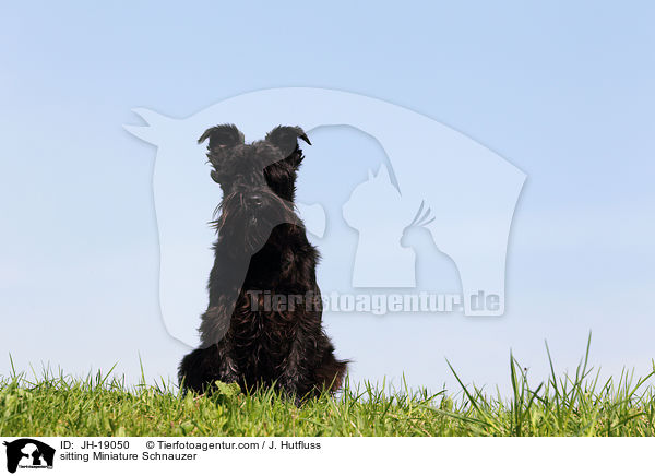 sitzender Zwergschnauzer / sitting Miniature Schnauzer / JH-19050