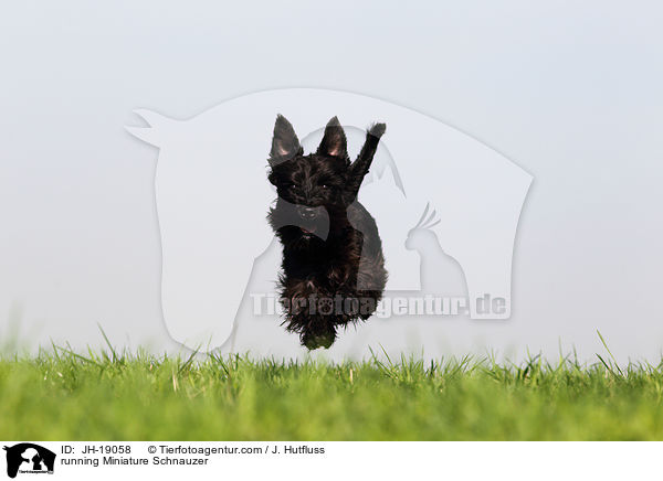 rennender Zwergschnauzer / running Miniature Schnauzer / JH-19058