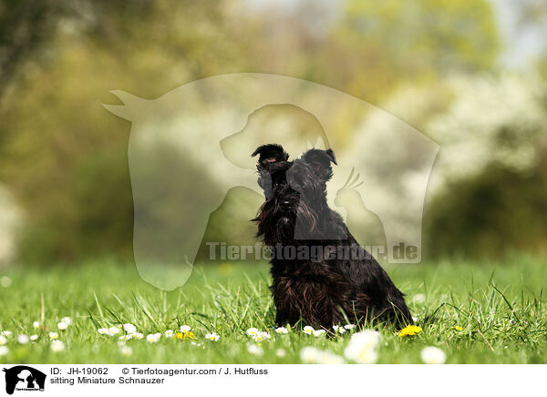 sitzender Zwergschnauzer / sitting Miniature Schnauzer / JH-19062