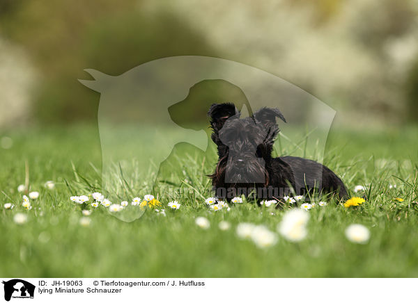 liegender Zwergschnauzer / lying Miniature Schnauzer / JH-19063