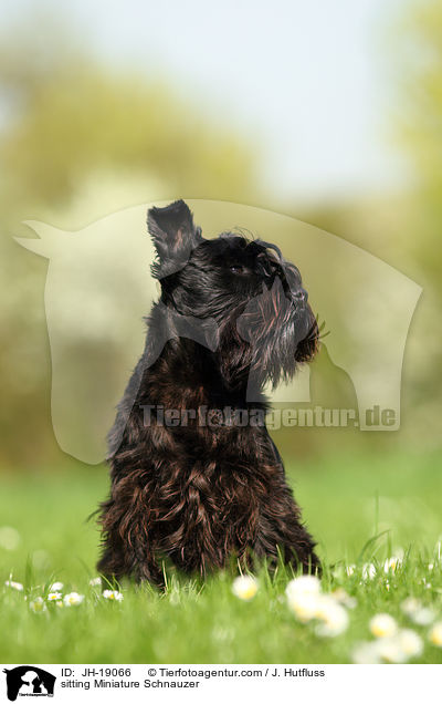 sitzender Zwergschnauzer / sitting Miniature Schnauzer / JH-19066