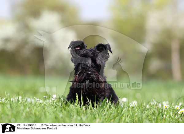 Zwergschnauzer Portrait / Miniature Schnauzer Portrait / JH-19068