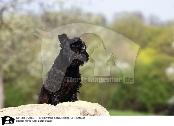 sitzender Zwergschnauzer / sitting Miniature Schnauzer / JH-19069