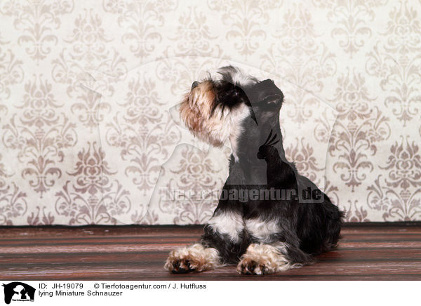 liegender Zwergschnauzer / lying Miniature Schnauzer / JH-19079