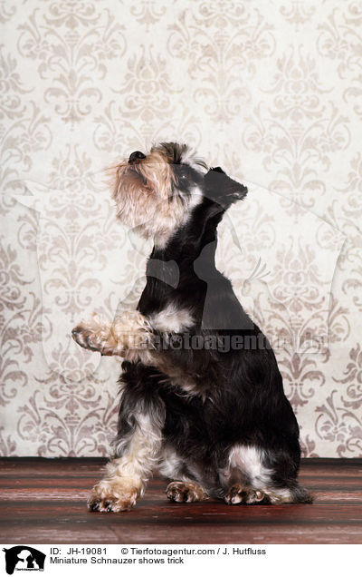 Miniature Schnauzer shows trick / JH-19081