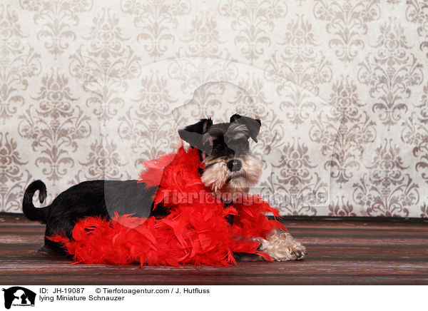 liegender Zwergschnauzer / lying Miniature Schnauzer / JH-19087