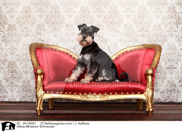 sitting Miniature Schnauzer / JH-19091