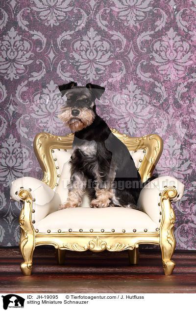 sitting Miniature Schnauzer / JH-19095