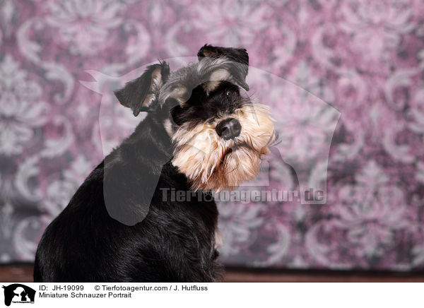 Miniature Schnauzer Portrait / JH-19099