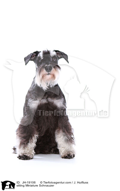 sitting Miniature Schnauzer / JH-19106