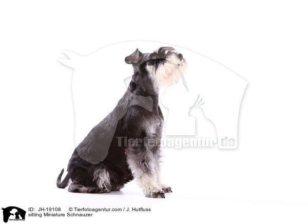 sitting Miniature Schnauzer / JH-19108