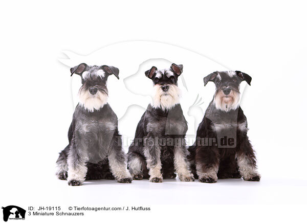 3 Zwergschnauzer / 3 Miniature Schnauzers / JH-19115