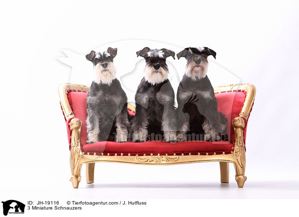 3 Miniature Schnauzers / JH-19116