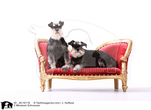 2 Zwergschnauzer / 2 Miniature Schnauzer / JH-19118