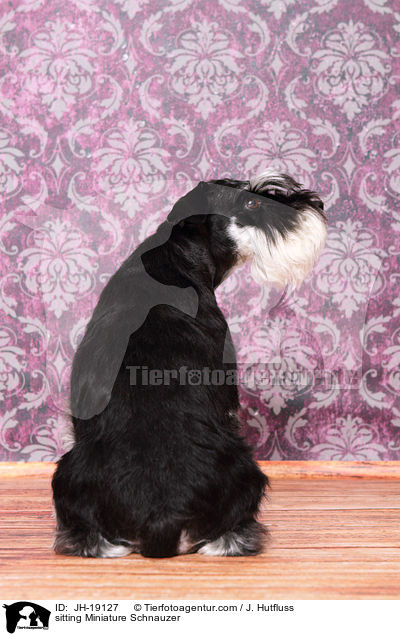 sitzender Zwergschnauzer / sitting Miniature Schnauzer / JH-19127