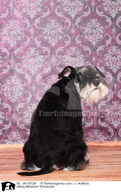 sitzender Zwergschnauzer / sitting Miniature Schnauzer / JH-19128