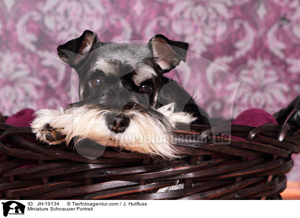 Zwergschnauzer Portrait / Miniature Schnauzer Portrait / JH-19134