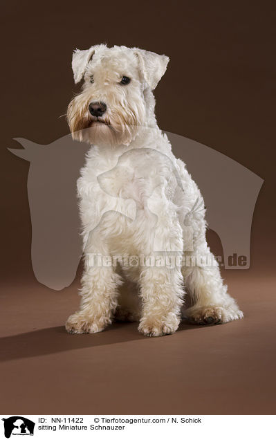 sitzender Zwergschnauzer / sitting Miniature Schnauzer / NN-11422