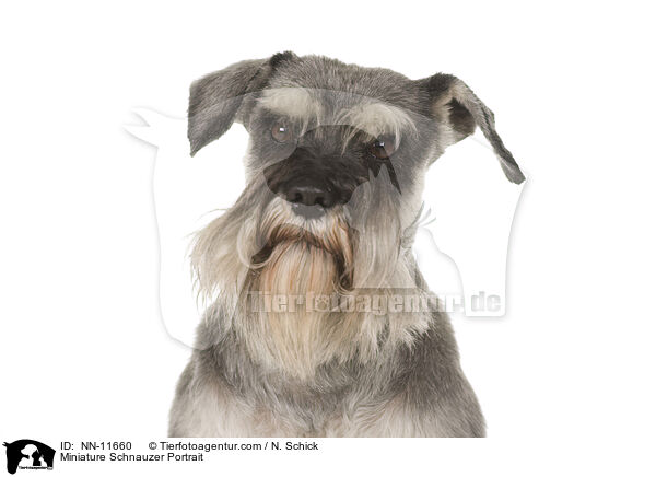 Miniature Schnauzer Portrait / NN-11660