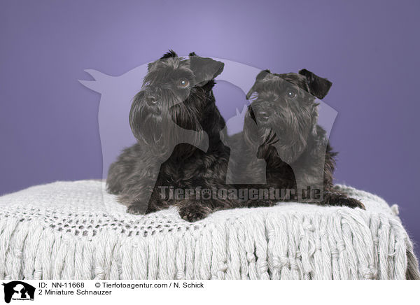 2 Miniature Schnauzer / NN-11668