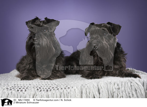 2 Zwergschnauzer / 2 Miniature Schnauzer / NN-11669