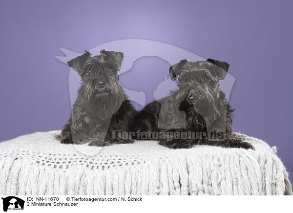 2 Zwergschnauzer / 2 Miniature Schnauzer / NN-11670