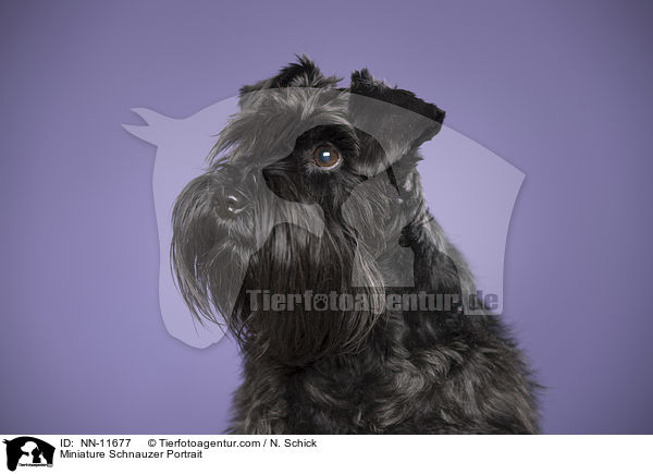 Zwergschnauzer Portrait / Miniature Schnauzer Portrait / NN-11677