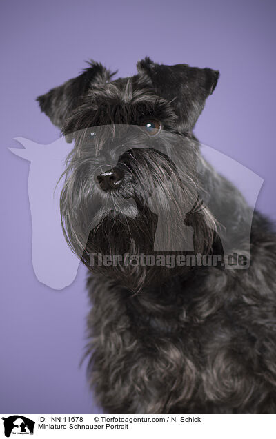 Zwergschnauzer Portrait / Miniature Schnauzer Portrait / NN-11678