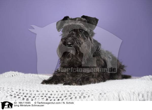 liegender Zwergschnauzer / lying Miniature Schnauzer / NN-11685