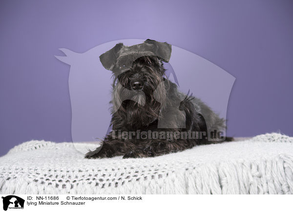 lying Miniature Schnauzer / NN-11686