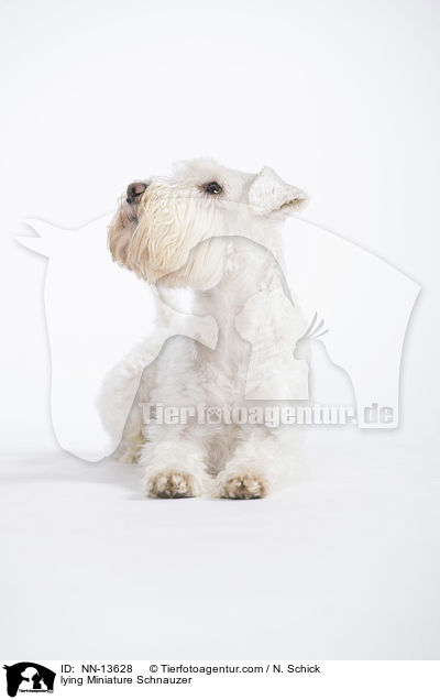 lying Miniature Schnauzer / NN-13628