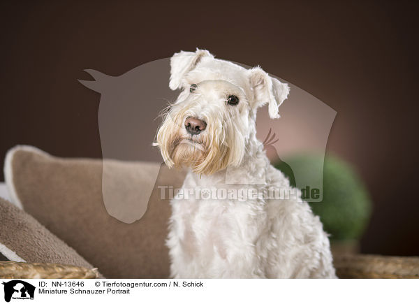 Miniature Schnauzer Portrait / NN-13646