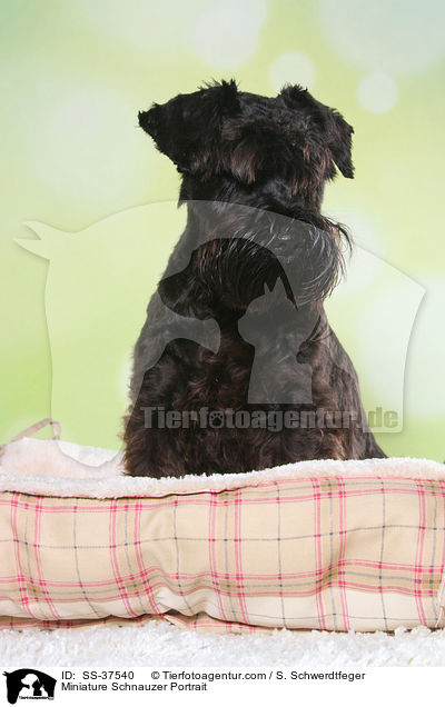 Zwergschnauzer Portrait / Miniature Schnauzer Portrait / SS-37540