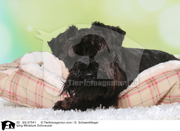 liegender Zwergschnauzer / lying Miniature Schnauzer / SS-37541