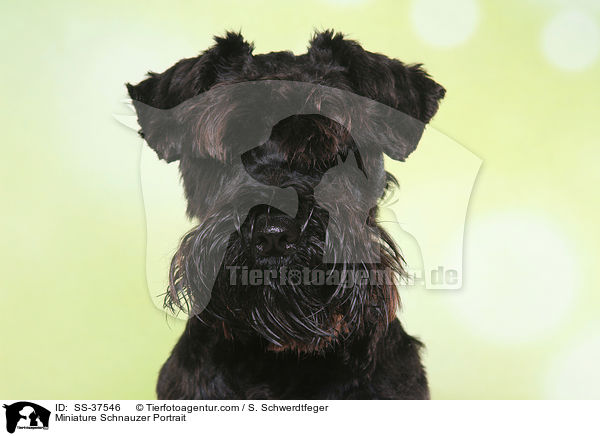 Zwergschnauzer Portrait / Miniature Schnauzer Portrait / SS-37546