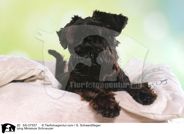 liegender Zwergschnauzer / lying Miniature Schnauzer / SS-37557