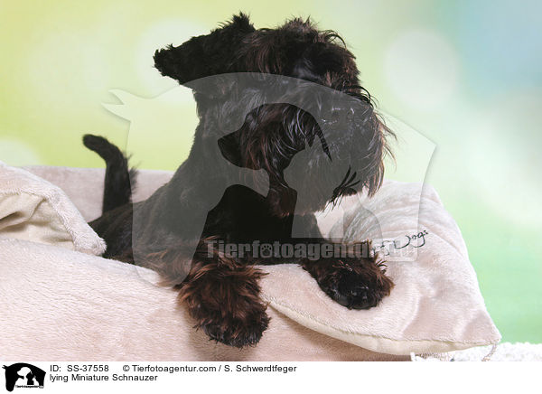 liegender Zwergschnauzer / lying Miniature Schnauzer / SS-37558