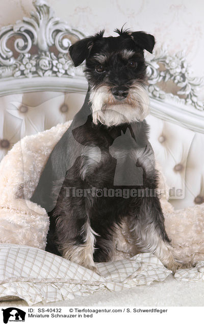 Miniature Schnauzer in bed / SS-40432