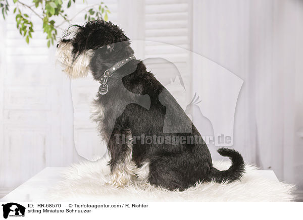 sitting Miniature Schnauzer / RR-68570