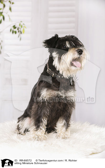 sitting Miniature Schnauzer / RR-68572