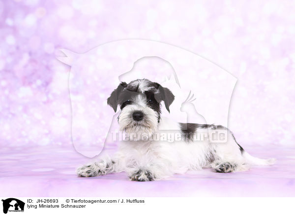 liegender Zwergschnauzer / lying Miniature Schnauzer / JH-26693