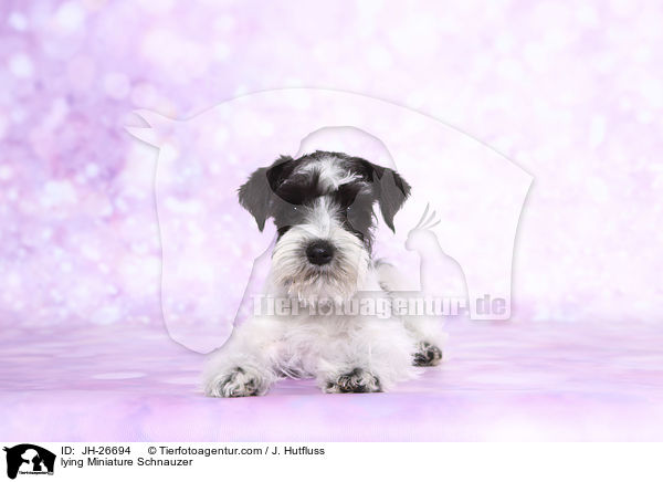 lying Miniature Schnauzer / JH-26694