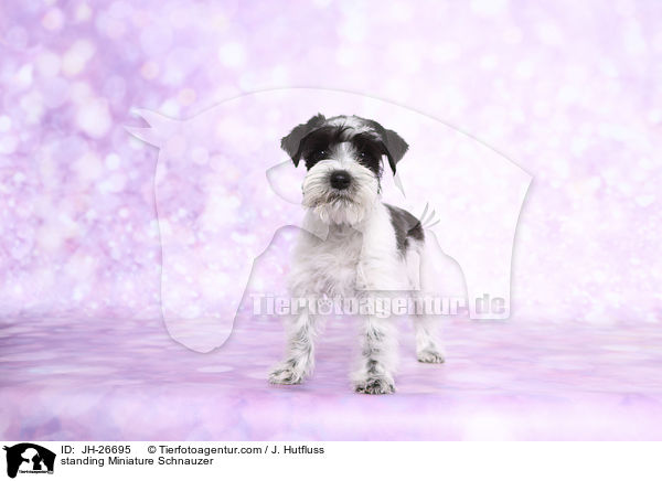 standing Miniature Schnauzer / JH-26695