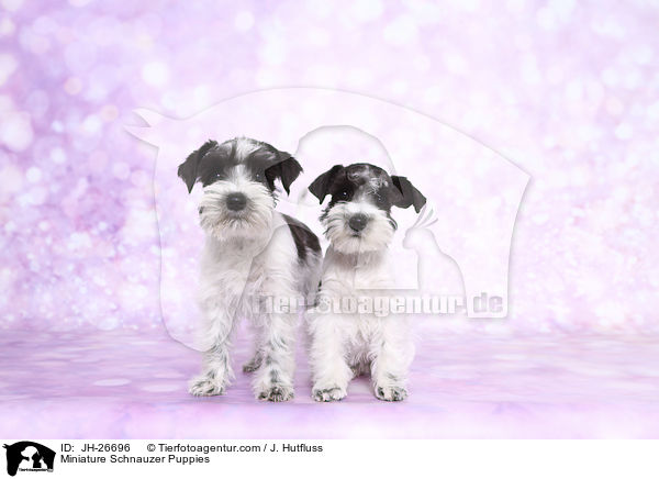 Miniature Schnauzer Puppies / JH-26696