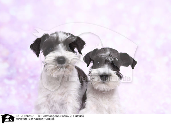 Zwergschnauzer Welpen / Miniature Schnauzer Puppies / JH-26697