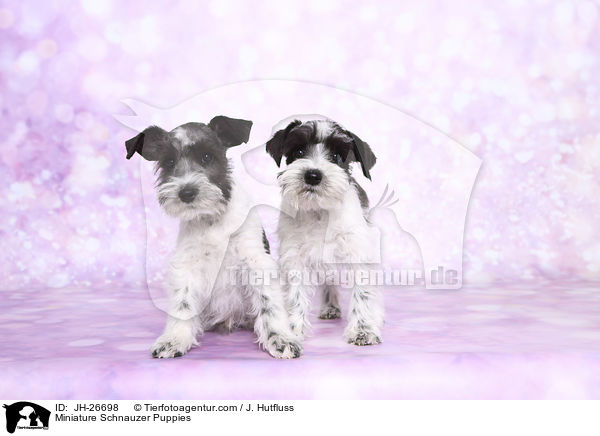 Miniature Schnauzer Puppies / JH-26698