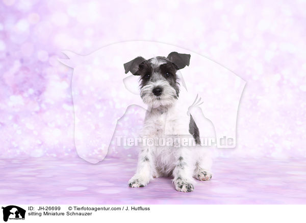 sitting Miniature Schnauzer / JH-26699