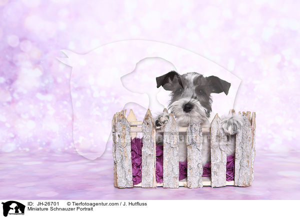 Miniature Schnauzer Portrait / JH-26701